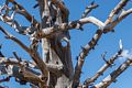 At end of the Bristlecone Loop Trail off Rainbow Point.<br />Aug. 9, 2017 - Bryce Canyon National Park, Utah.