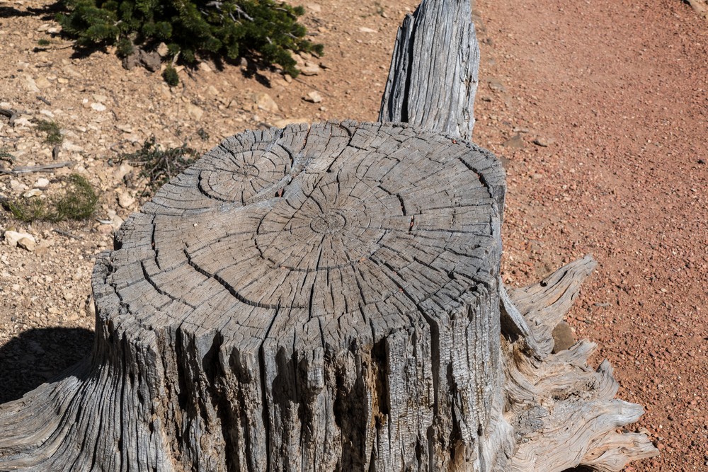 A tree stump with two cores.<br />At Rainbow Point.<br />Aug. 9, 2017 - Bryce Canyon National Park, Utah.