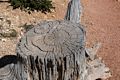 A tree stump with two cores.<br />At Rainbow Point.<br />Aug. 9, 2017 - Bryce Canyon National Park, Utah.