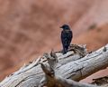 Western blue jay.<br />Along the Rim Trail.<br />Aug. 9, 2017 - Bryce Canyon National Park, Utah.
