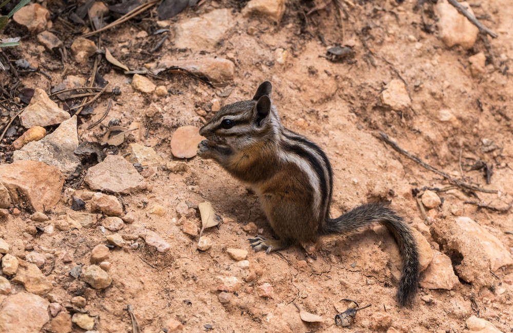 Uintah chipmunk.<br />Along the Queen's Garden Trail.<br />Aug. 9, 2017 - Bryce Canyon National Park, Utah.