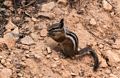 Uintah chipmunk.<br />Along the Queen's Garden Trail.<br />Aug. 9, 2017 - Bryce Canyon National Park, Utah.
