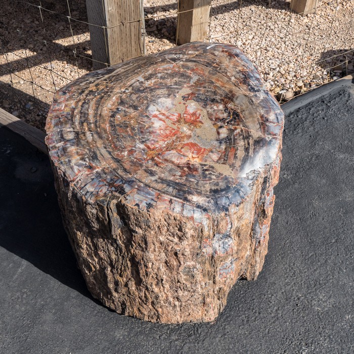 Petrified tree at the Bryce Canyon Rock Shop.<br />Old Bryce Town.<br />Aug. 9, 2017 - Bryce, Utah.