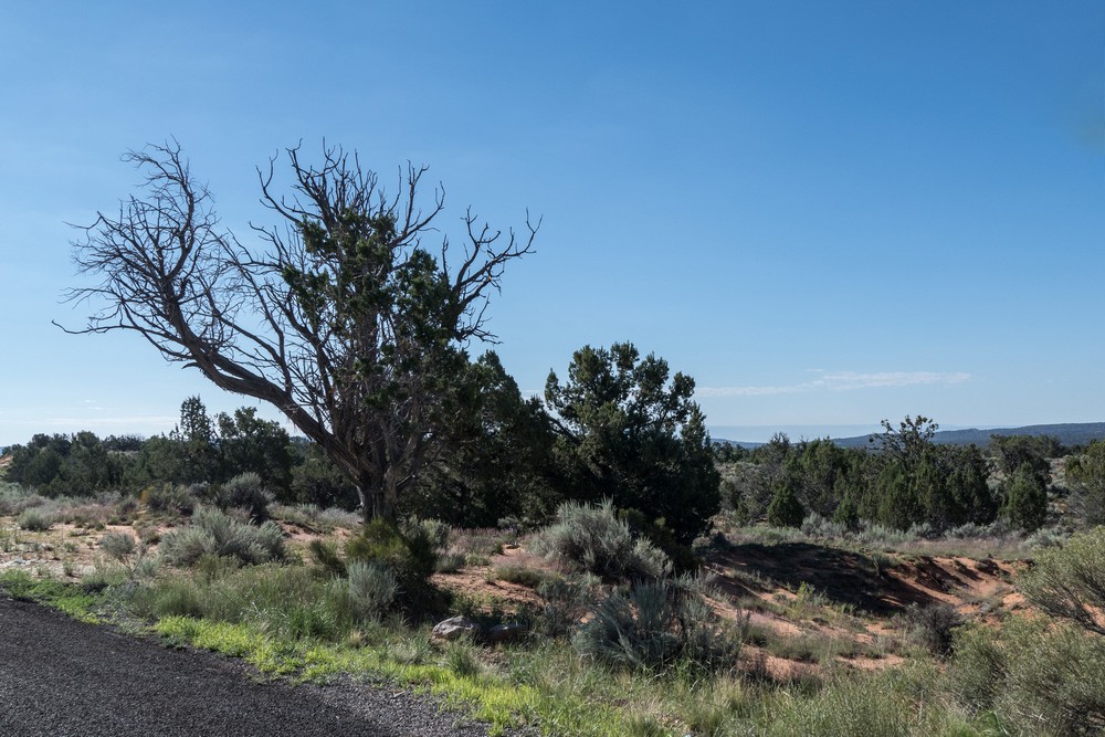 Tree by the side of the road.<br />Aug. 10, 2017 - Along US-89 between Bryce and Page, Utah.