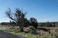 Tree by the side of the road.<br />Aug. 10, 2017 - Along US-89 between Bryce and Page, Utah.