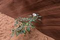 A datura.<br />Aug. 11, 2017 - Owl slot canyon near Page Arizona.