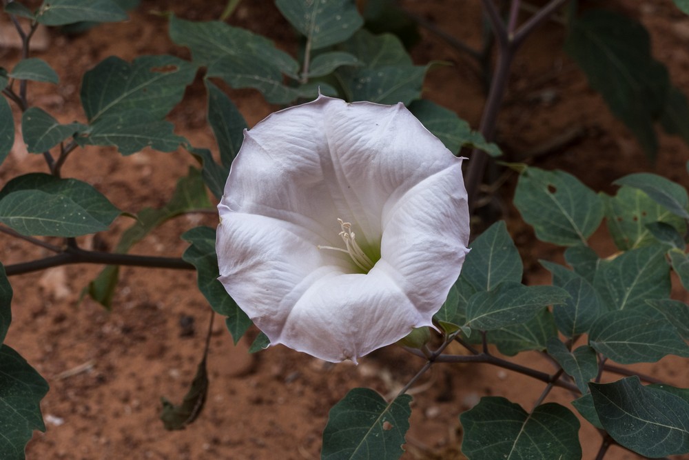 A datura.<br />Aug. 11, 2017 - Owl slot canyon near Page Arizona.