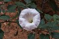 A datura.<br />Aug. 11, 2017 - Owl slot canyon near Page Arizona.