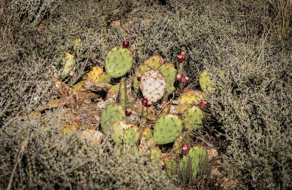 Prickly pear cactus.<br />Aug. 11, 2017 - Along Arizona Rd. 64 East of the Grand Canyon National Park, Arizona.