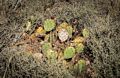 Prickly pear cactus.<br />Aug. 11, 2017 - Along Arizona Rd. 64 East of the Grand Canyon National Park, Arizona.