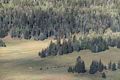 Buffalo in meadow of North Rim.<br />Helicopter tour of the Grand Canyon.<br />Aug. 12, 2017 - Grand Canyon National Park, Arizona.