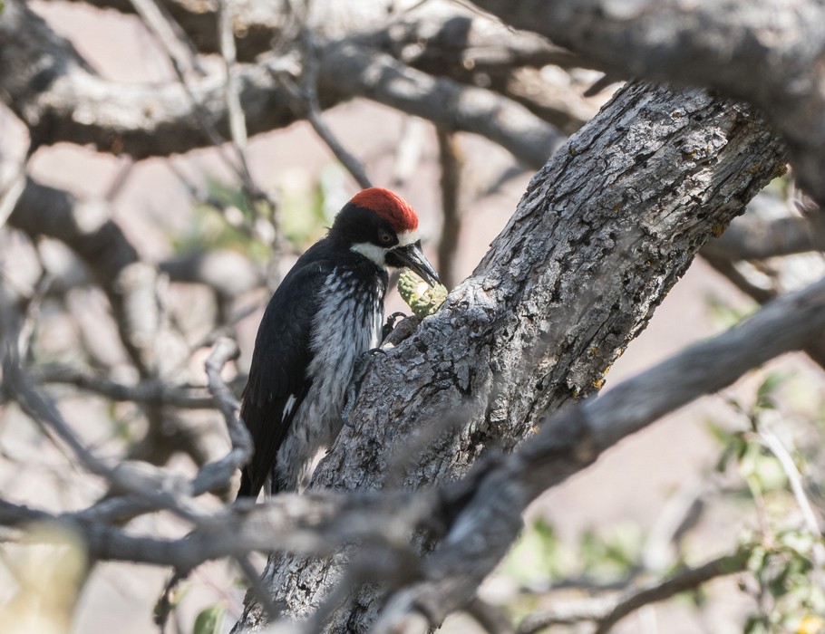 Acorn woodpecker.<br />Along the Rim Trail.<br />Aug. 12, 2017 - Grand Canyon National Park, Arizona.