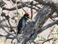 Acorn woodpecker.<br />Along the Rim Trail.<br />Aug. 12, 2017 - Grand Canyon National Park, Arizona.