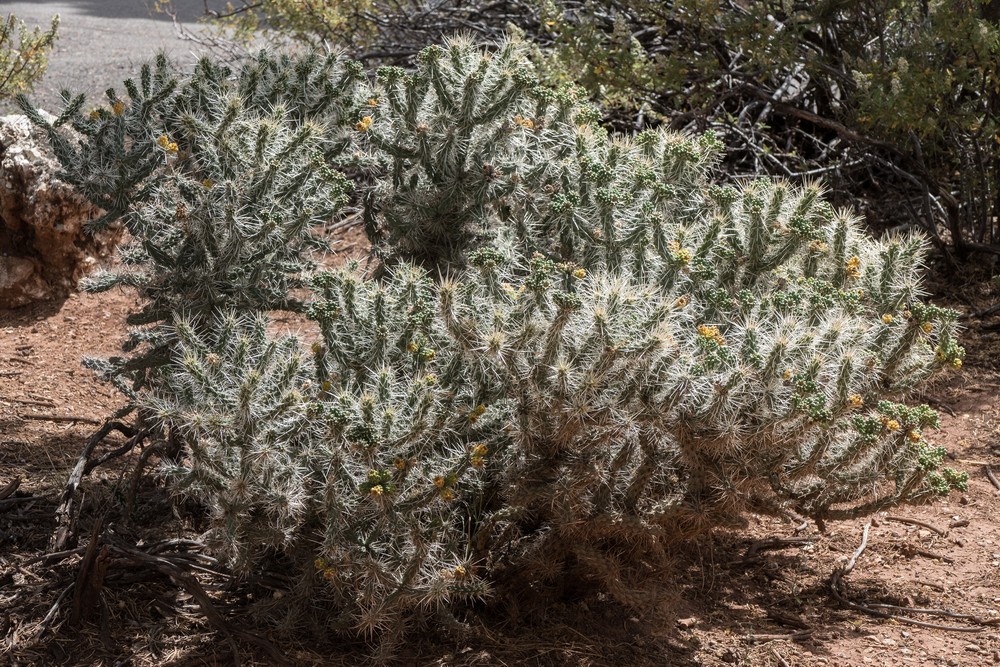 Cactus along the Rim Trail.<br />Aug. 12, 2017 - Grand Canyon National Park, Arizona.