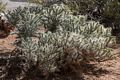 Cactus along the Rim Trail.<br />Aug. 12, 2017 - Grand Canyon National Park, Arizona.