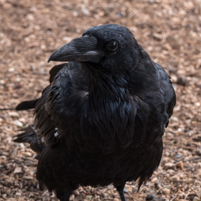 Raven along the Rim Trail.<br />Aug. 12, 2017 - Grand Canyon National Park, Arizona.