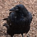 Raven along the Rim Trail.<br />Aug. 12, 2017 - Grand Canyon National Park, Arizona.