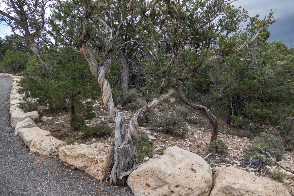 Tree along the Rim Trail.<br />Aug. 12, 2017 - Grand Canyon National Park, Arizona.