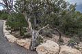 Tree along the Rim Trail.<br />Aug. 12, 2017 - Grand Canyon National Park, Arizona.