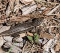 Lizard.<br />Aug. 13, 2017 - Grand Canyon National Park, Arizona.