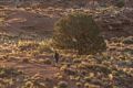 View from our cabin at sunrise.<br />Aug. 14, 2017 - Monument Valley Navajo Tribal Park, Arizona.