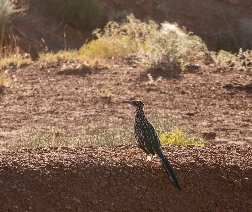 A roadrunner as seen from our cabin.<br />Aug. 14, 2017 - Monument Valley Navajo Tribal Park, Arizona.