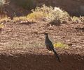 A roadrunner as seen from our cabin.<br />Aug. 14, 2017 - Monument Valley Navajo Tribal Park, Arizona.