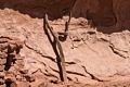 Piece of a dead tree.<br />On tour with Navajo Spirit Tours.<br />Aug. 14, 2017 - Monument Valley Navajo Tribal Park, Arizona.