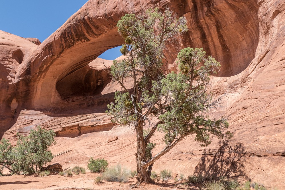 Evergreen and rock arch.<br />On tour with Navajo Spirit Tours.<br />Aug. 14, 2017 - Monument Valley Navajo Tribal Park, Arizona.