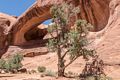 Evergreen and rock arch.<br />On tour with Navajo Spirit Tours.<br />Aug. 14, 2017 - Monument Valley Navajo Tribal Park, Arizona.