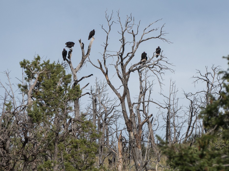 Vultures roost here.<br />Spruce Tree House cliff dwellings.<br />Aug. 15, 2017 - Mesa Verde National Park, Colorado.