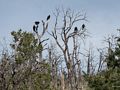 Vultures roost here.<br />Spruce Tree House cliff dwellings.<br />Aug. 15, 2017 - Mesa Verde National Park, Colorado.