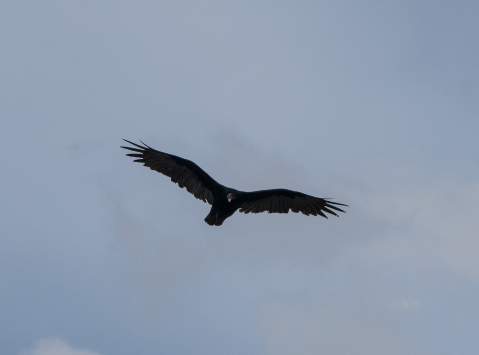 Vultures roost here.<br />Spruce Tree House cliff dwellings.<br />Aug. 15, 2017 - Mesa Verde National Park, Colorado.