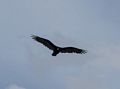 Vultures roost here.<br />Spruce Tree House cliff dwellings.<br />Aug. 15, 2017 - Mesa Verde National Park, Colorado.