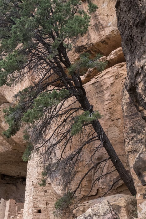 A tree growing out of the rocks.<br />The evening tour of Cliff Palace.<br />Aug. 15, 2017 - Mesa Verde National Park, Colorado.