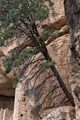 A tree growing out of the rocks.<br />The evening tour of Cliff Palace.<br />Aug. 15, 2017 - Mesa Verde National Park, Colorado.