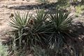 Yucca.<br />Aug. 16, 2017 - Mesa Verde National Park, Colorado.