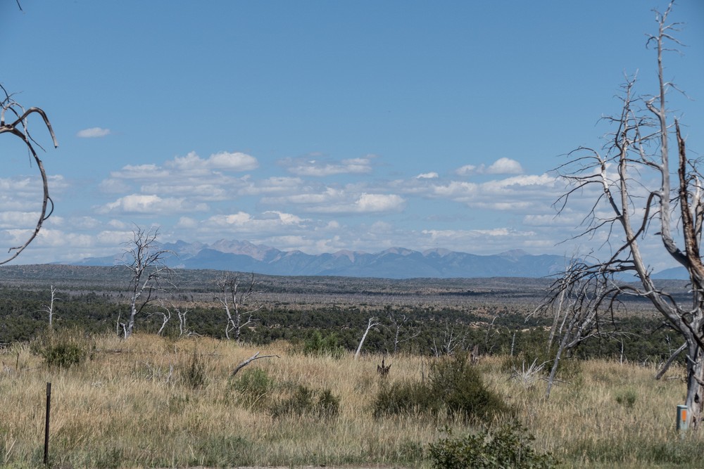 Trees burned in a past fire.<br />Aug. 16, 2017 - Mesa Verde National Park, Colorado.