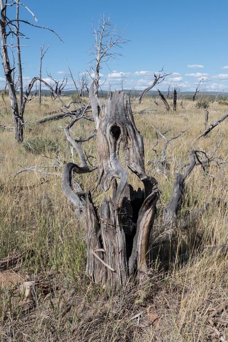 Remains of a tree after a fire.<br />Aug. 16, 2017 - Mesa Verde National Park, Colorado.