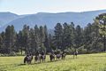 Miranda, Matthew, Holly, Carl, and others off for a ride.<br />Aug. 17, 2017 - Rapp Corral, Durango, Colorado.