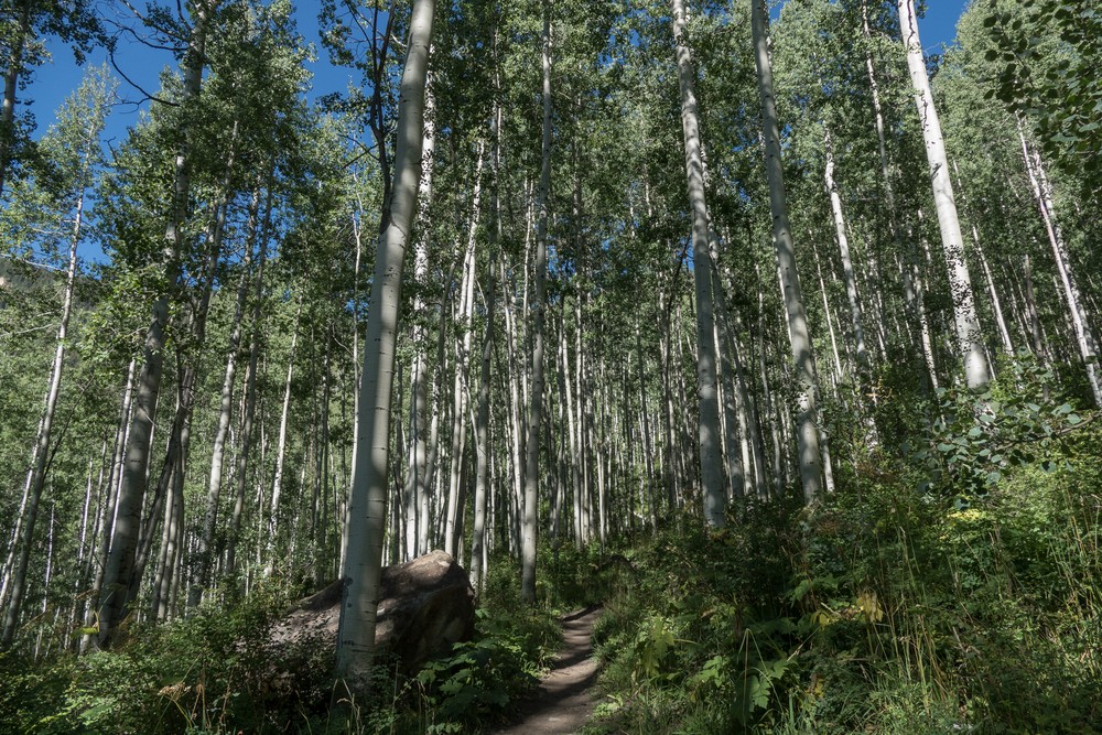 Aspens along the Elbert Creet Trail.<br />Aug. 17, 2017 - Off US-550, Durango, Colorado.