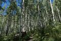 Aspens along the Elbert Creet Trail.<br />Aug. 17, 2017 - Off US-550, Durango, Colorado.