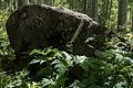 On the Elbert Creet Trail.<br />Aug. 17, 2017 - Off US-550, Durango, Colorado.