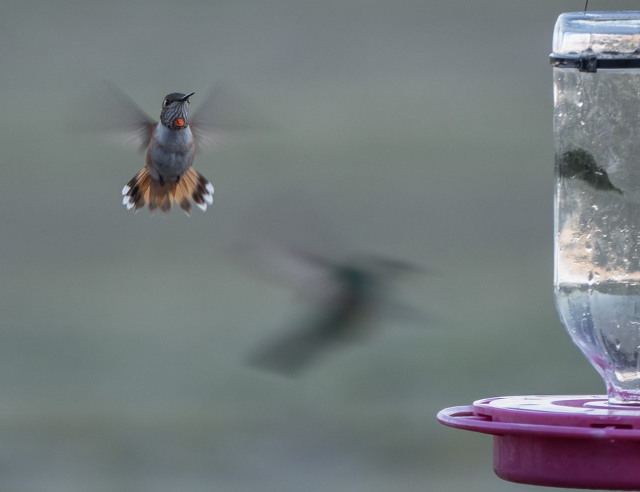 Hummingbird.<br />Aug. 18, 2017 - Great Sand Dunes Lodge, Mosca, Colorado.