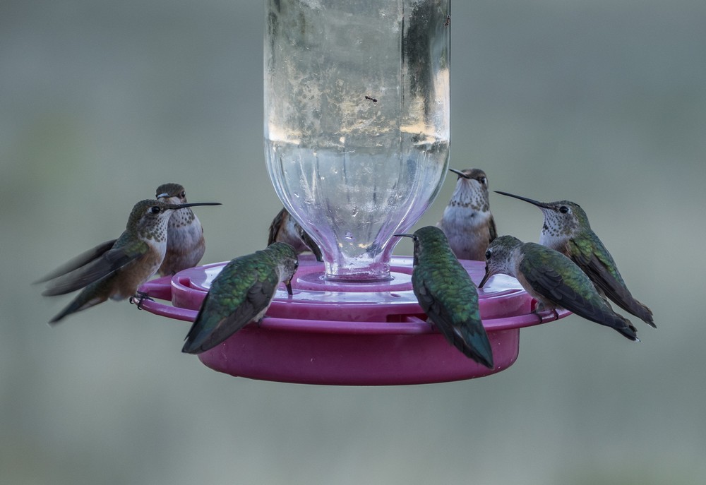 Hummingbird.<br />Aug. 18, 2017 - Great Sand Dunes Lodge, Mosca, Colorado.