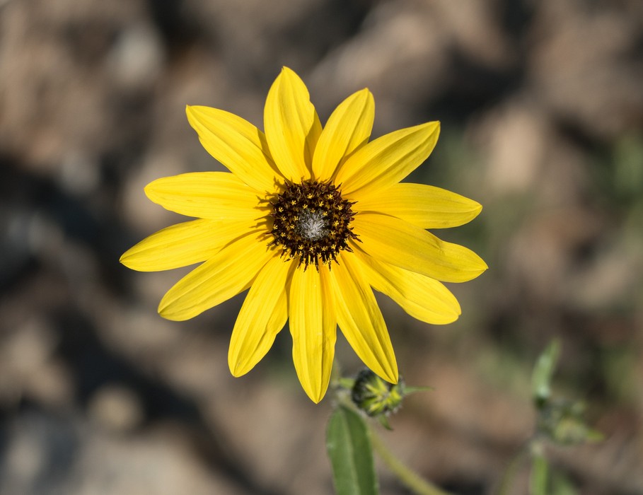 Prairie sunflower on way to breakfast.<br />Aug. 18, 2017 - Great Sand Dunes Lodge, Mosca, Colorado.