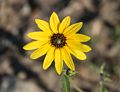 Prairie sunflower on way to breakfast.<br />Aug. 18, 2017 - Great Sand Dunes Lodge, Mosca, Colorado.