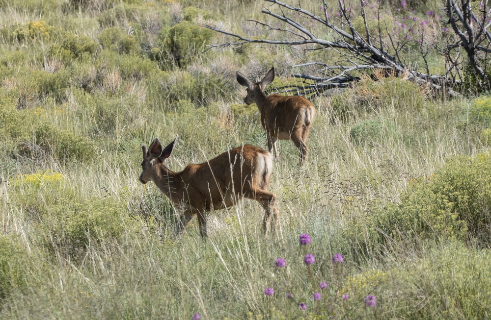 A mule deer.<br />View from visitor center.<br />Aug. 18, 2017 - Great Sand Dunes National Park, Colorado.