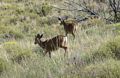 A mule deer.<br />View from visitor center.<br />Aug. 18, 2017 - Great Sand Dunes National Park, Colorado.