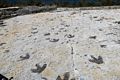 Charcoal enhanced dinosaur footprints.<br />Dinosaur Ridge.<br />Aug. 19, 2017 - Jefferson County, Colorado.